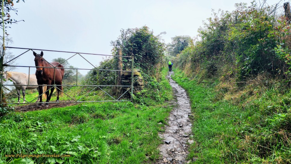 Horses Graze in the Meadow Before the Top