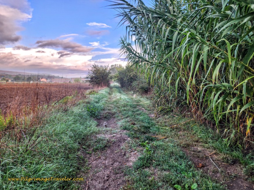 Way of St. Francis: Day Twenty-Two, Monterotondo to Monte Sacro - Muddy and Overgrown Farmer's Lane