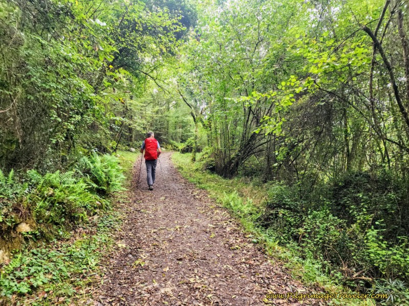 Enter Lovely and Cool Forest