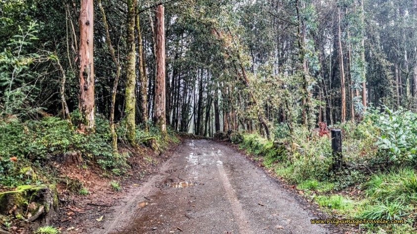 Very Cool, Forest Walk