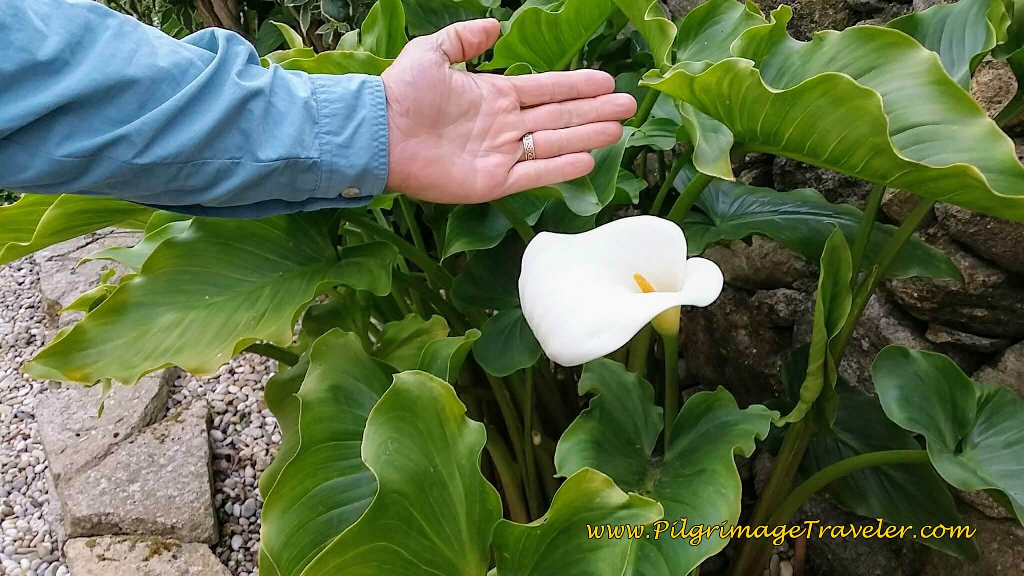 Gigantic Calla Lilies Line the Streets on day twenty, Camino Portugués