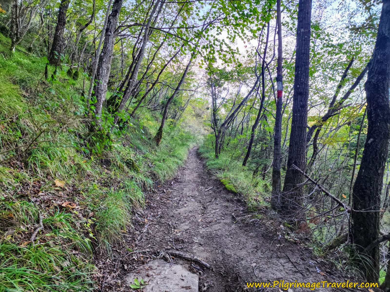 Ongoing Forest Trail