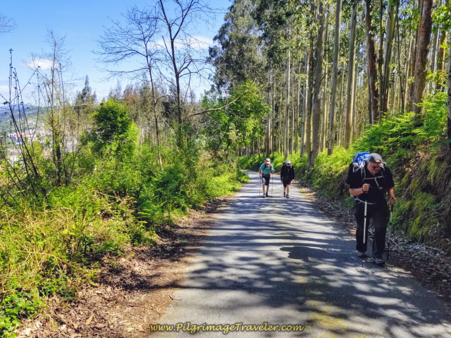More Climbing Through the Forest on the Rúa Couto on day five of the Camino Inglés