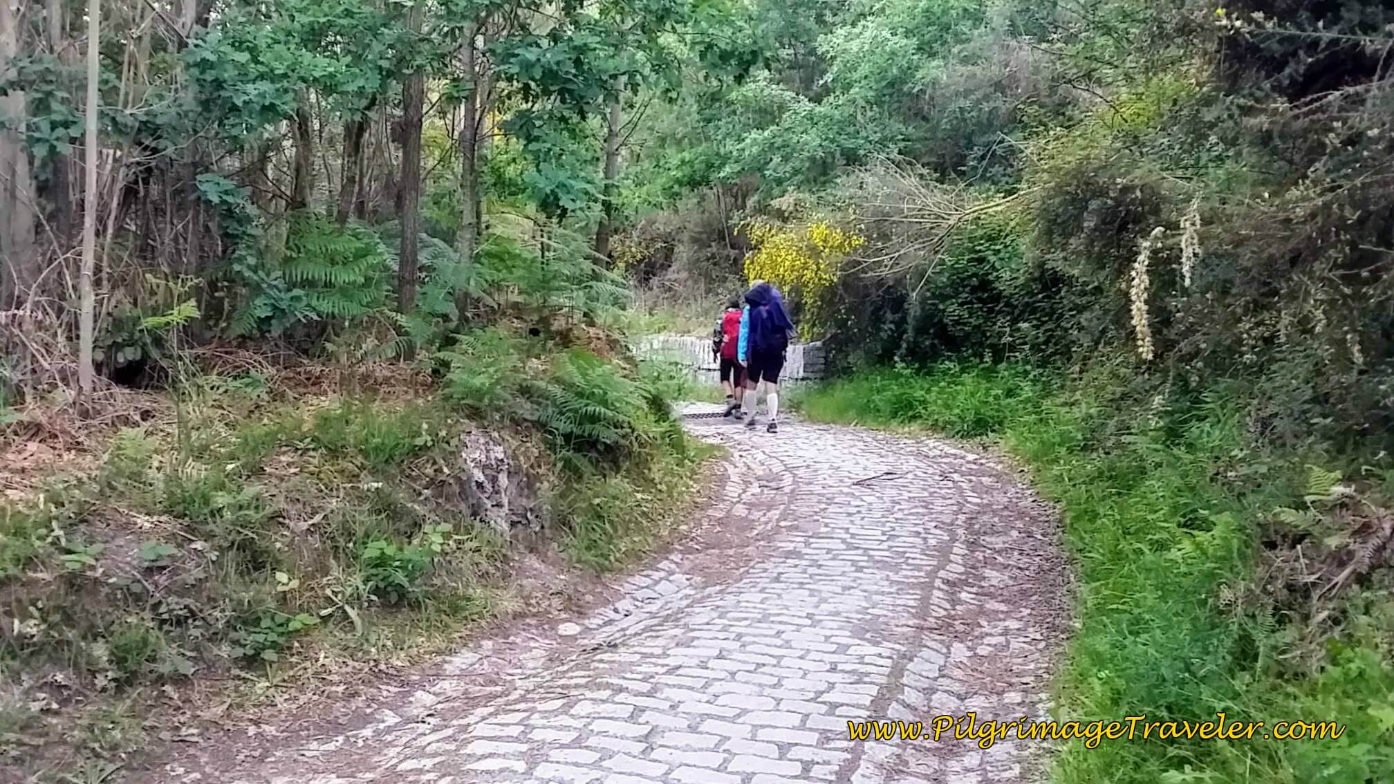 Back Into the Forest on Cobblestone Path on Day Twenty-Four, Portuguese Way