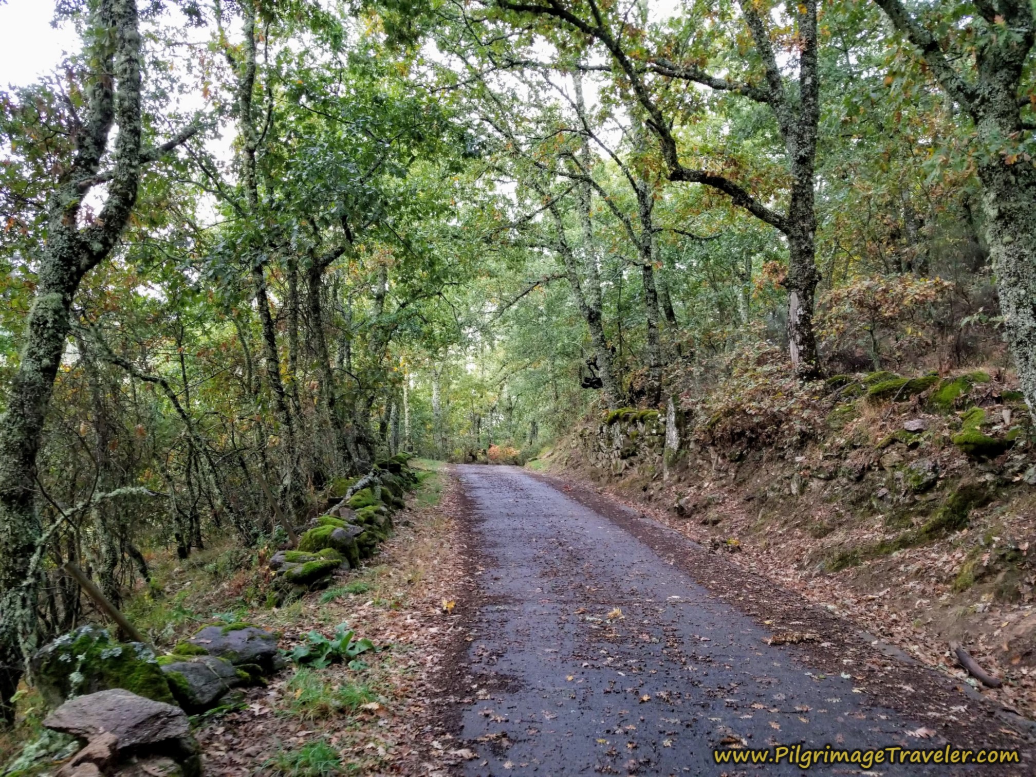The Forested Secondary Road to the Santuario