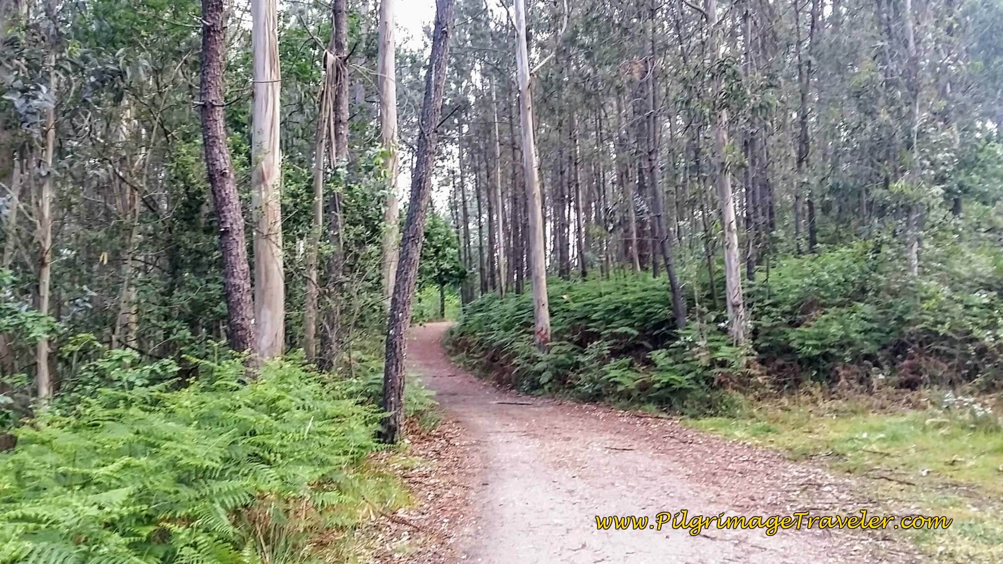 Onward on Forest Path, day twenty-two on the Camino Portugués