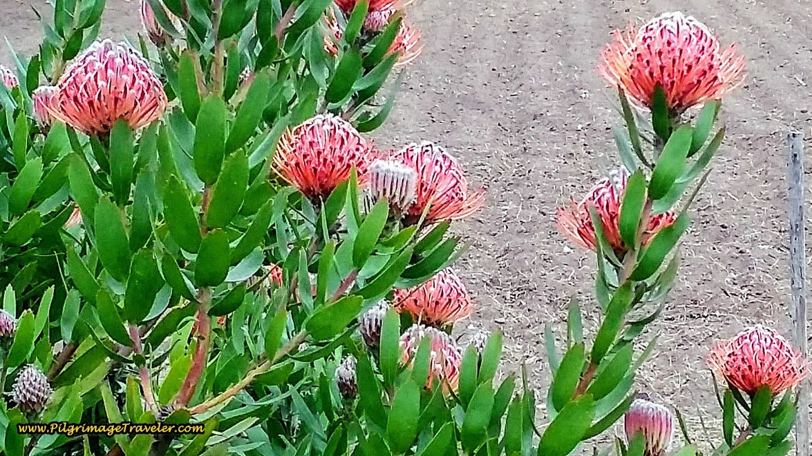 Tropical Flower ~ Protea