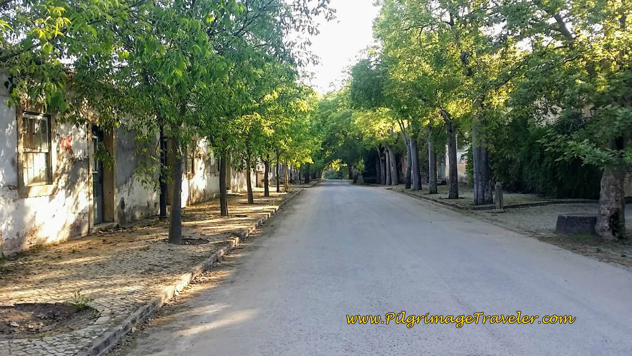 Tree-lined Street in the Quinta da Cardiga