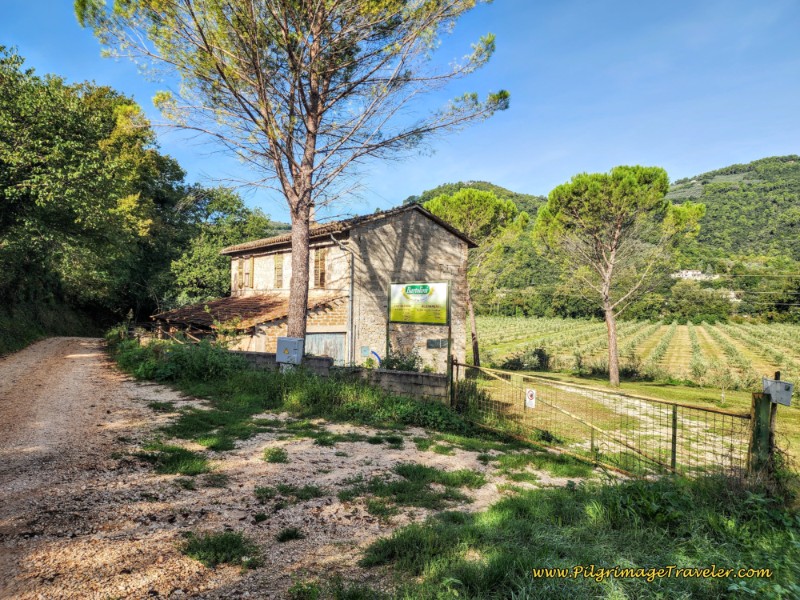 Way of St. Francis: Day Sixteen, Macenano to Piediluco - Bartolini Olive Groves near Arrone