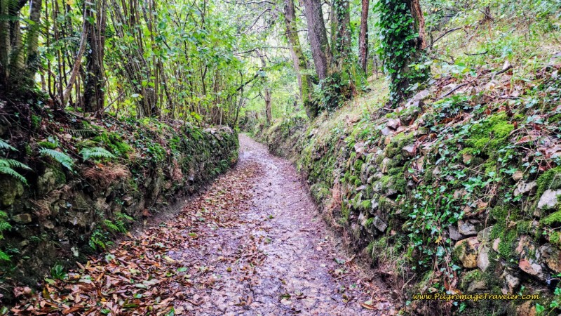 The Lovely Forest Path After Porciles