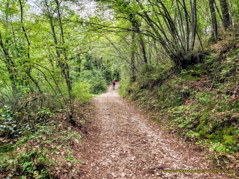Way of St. Francis: Day Fourteen, Poreta to Spoleto - Steep Climb Through the Forest towards Bazzano Superiore