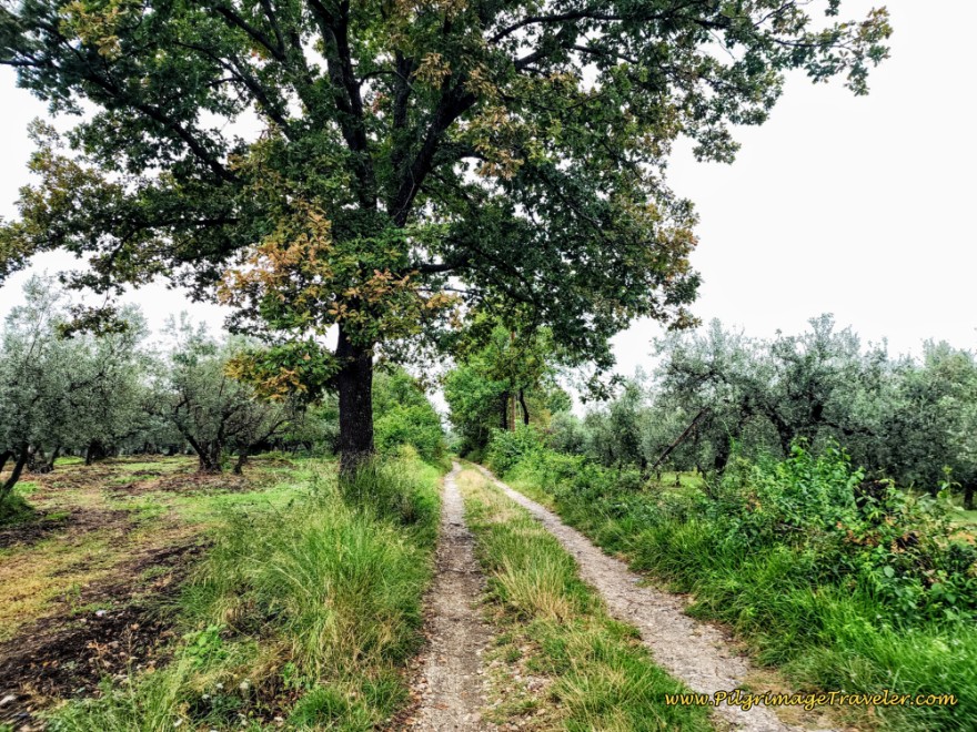 Way of St. Francis: Day Twenty-One, Ponticelli to Monterotondo - Grassy Tractor Lane