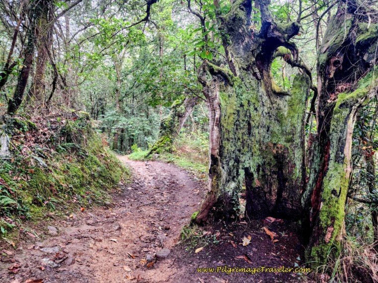 Incredible Old Hollow Tree