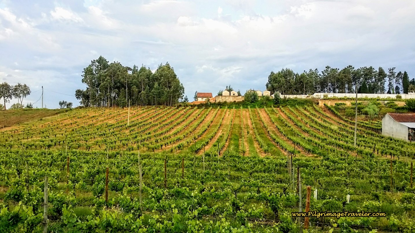 Vineyards along Estrada Poços Outside Town on the Camino Portugués Vineyards along Estrada Poços Outside Town
