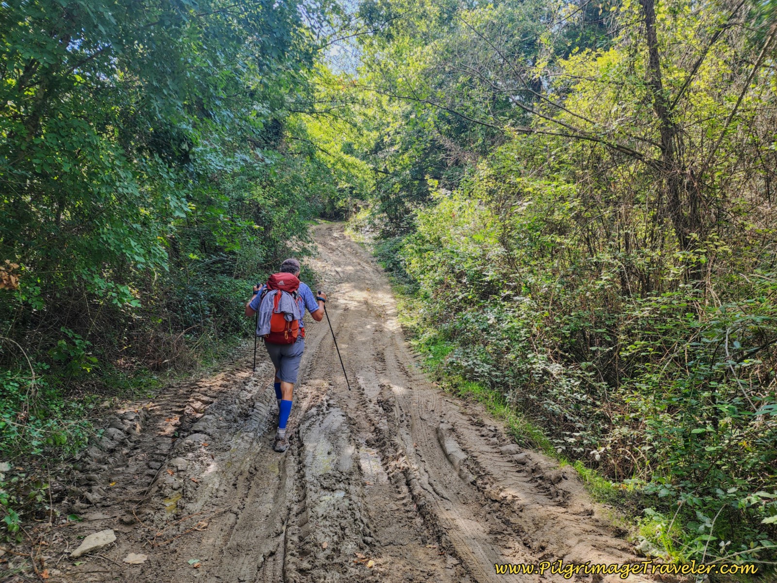 Muddy Ruts in Lane Muddy Ruts in Lane