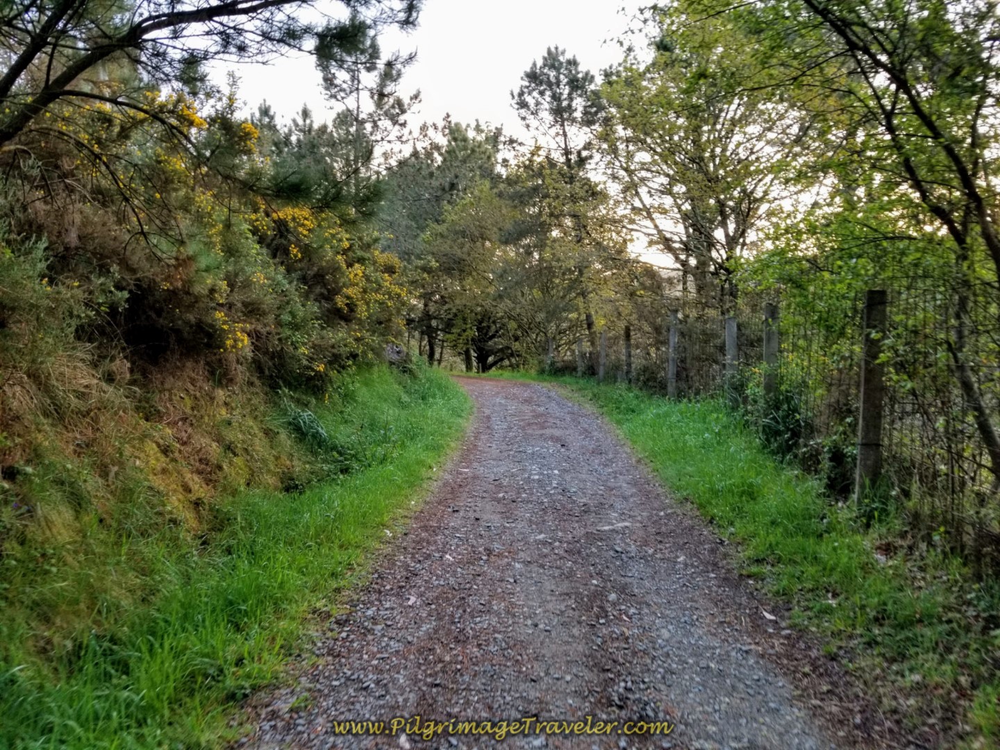Path Through Forest Towards Logoso