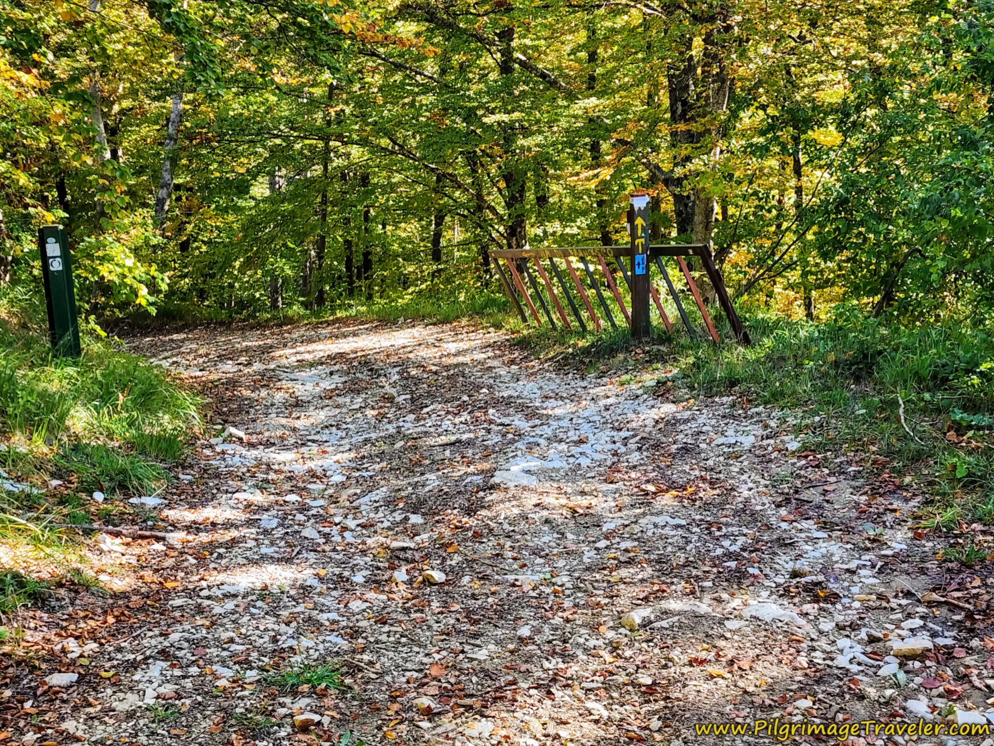 Walk Through Lush Forest