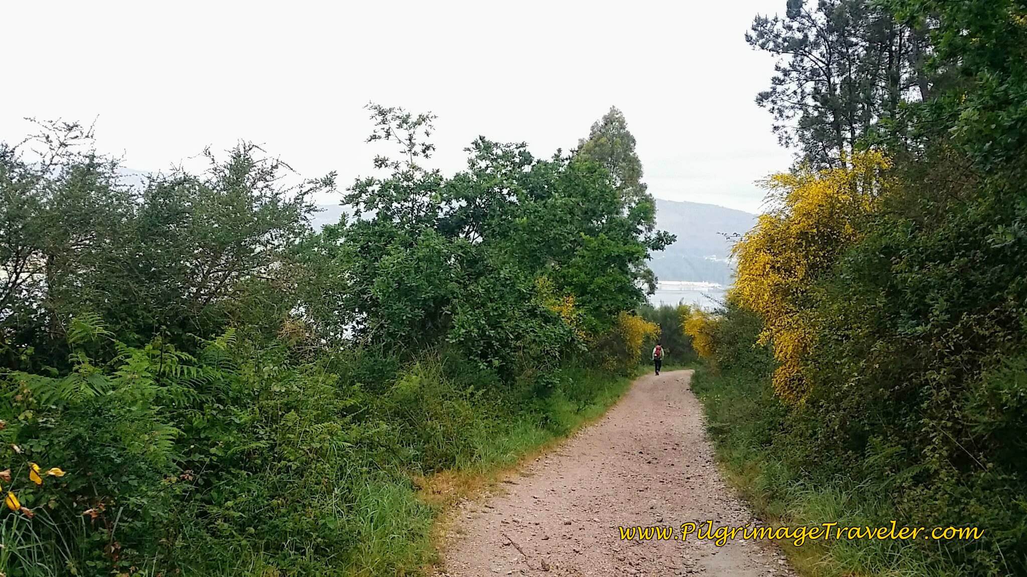 Another Quiet, Rural Path, day twenty-two on the Camino Portugués