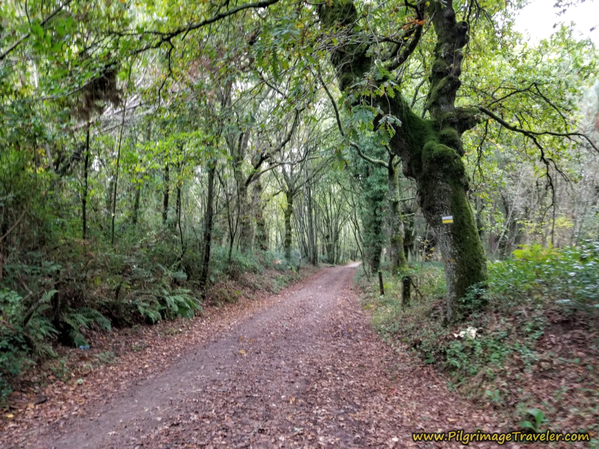 Another Forest Section on the Camino Sanabrés, Estación de Lalín to Bandeira