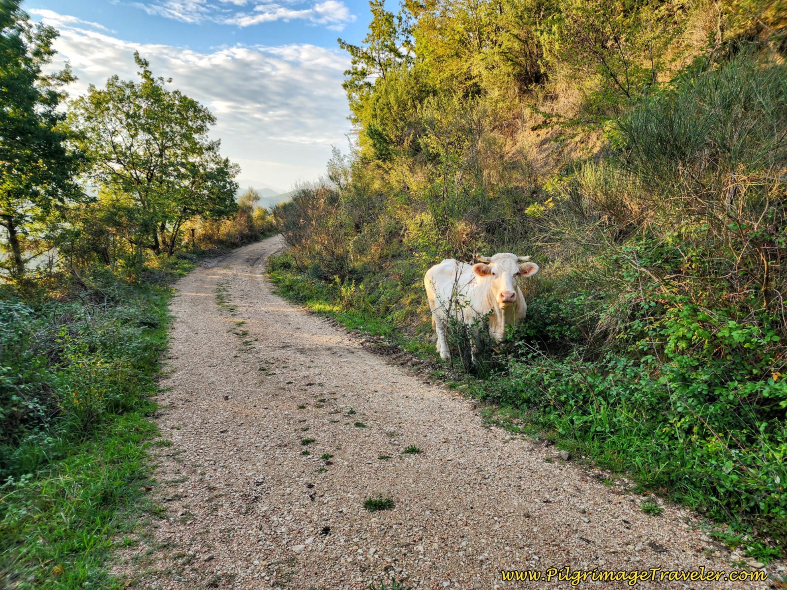 We passed by a Lone Cow