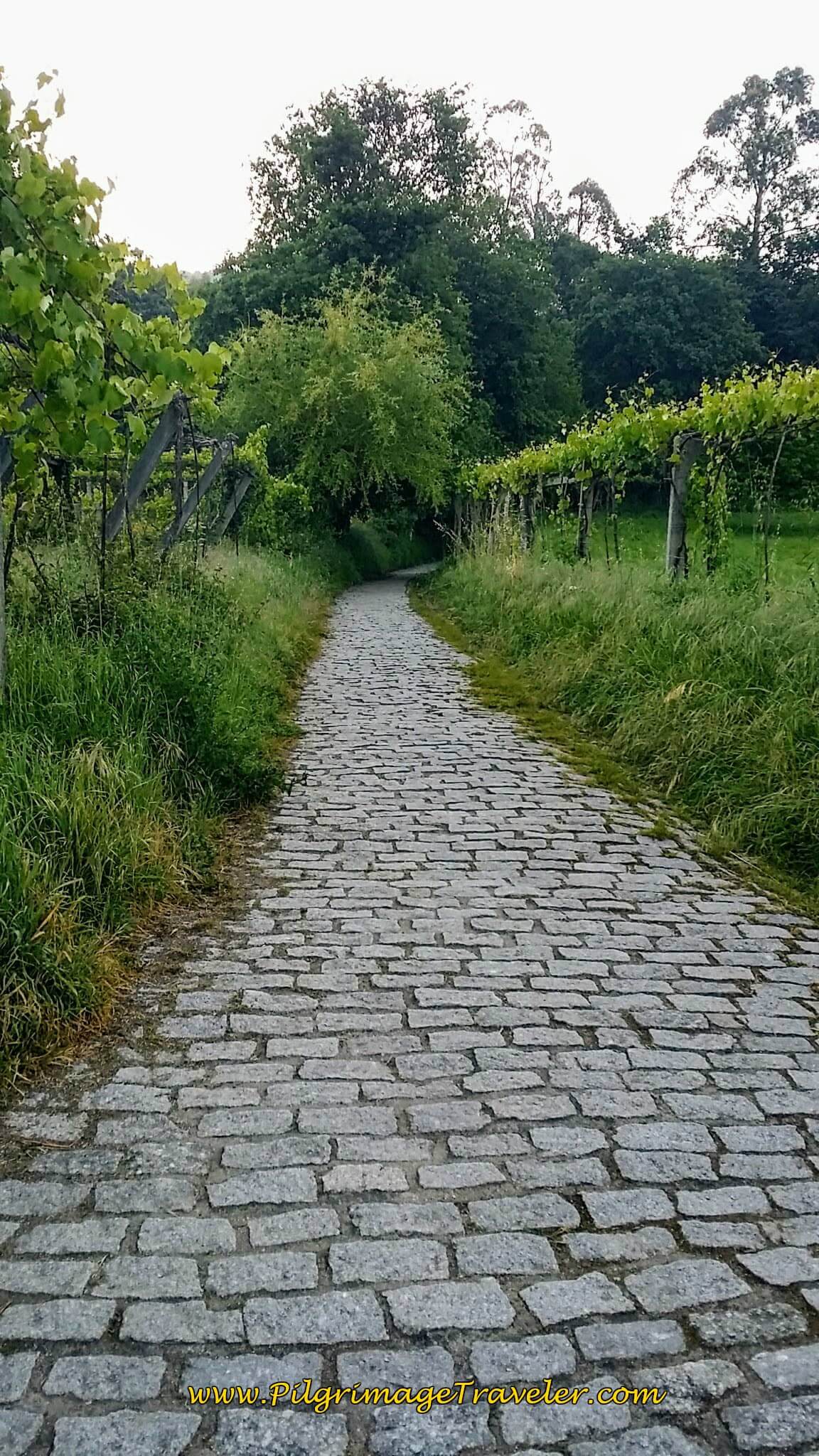 Cobblestone Path Look-Back, Coming Out of Forest on Day Twenty-Four, Portuguese Way