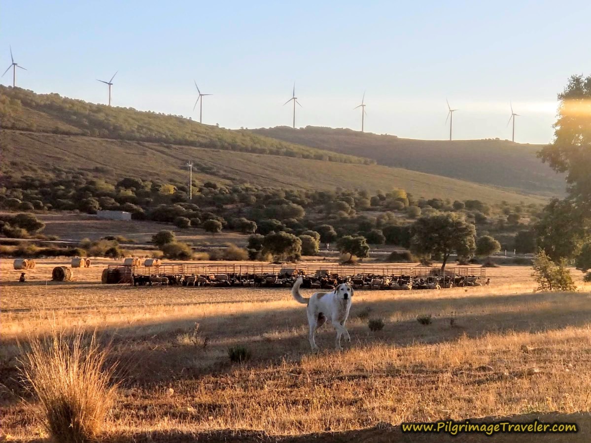 Menacing Sheep Dogs Menacing Sheep Dogs