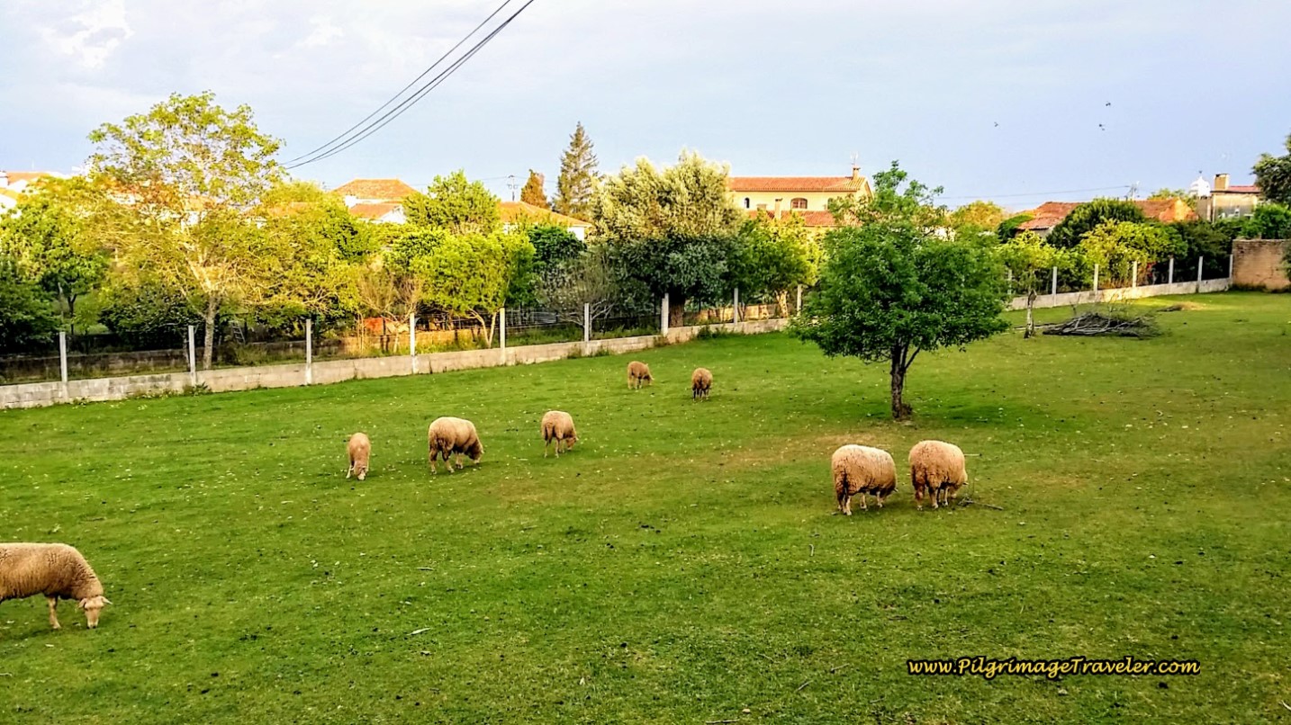 Sheep Along the Way with Aguim Alight in the Background