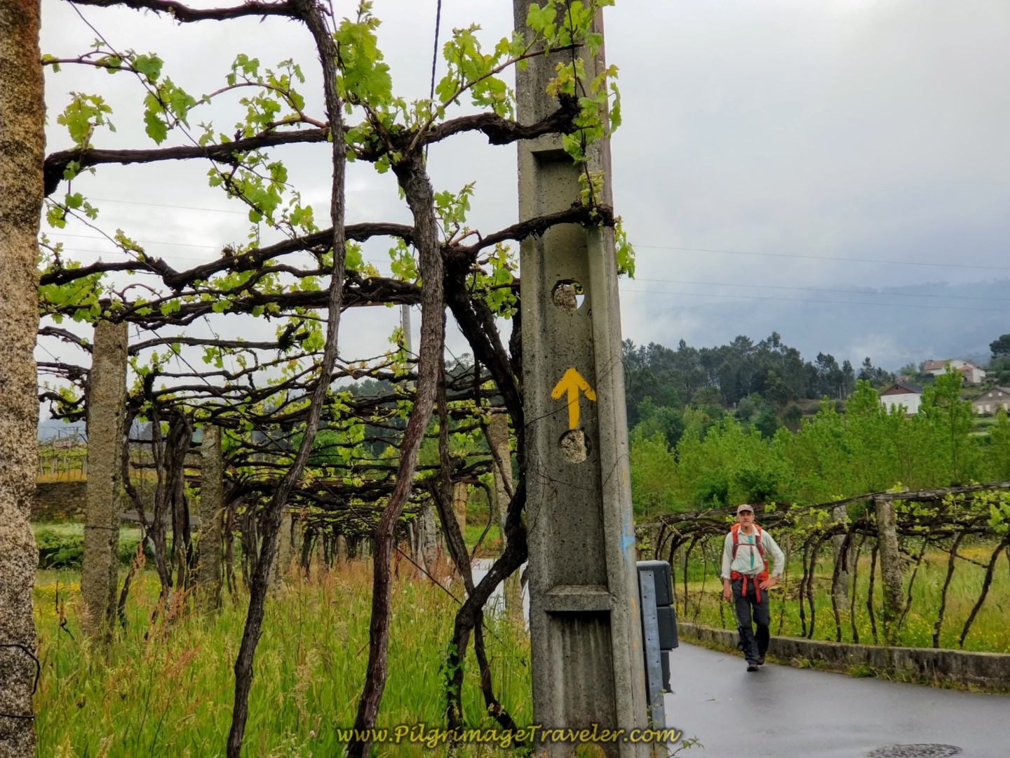 Turn Left Here on Lovely Grape-vine Dotted Road on day eighteen on the Central Route of the Portuguese Camino