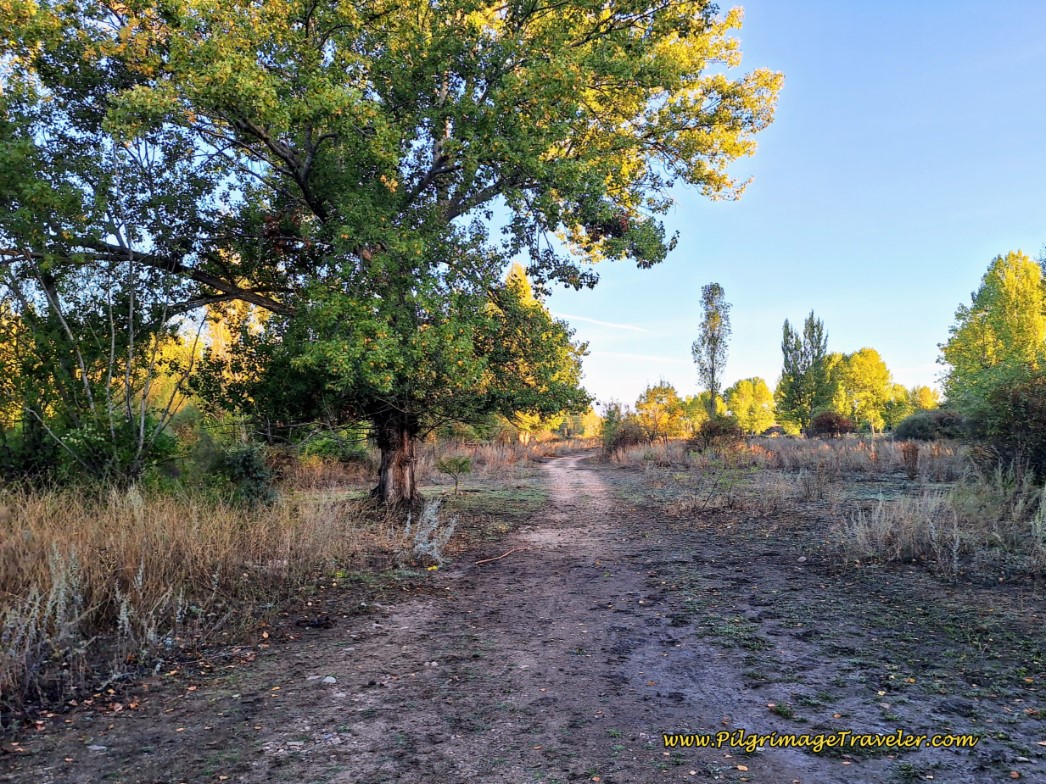 Gravel Lane Through Pastoral Area
