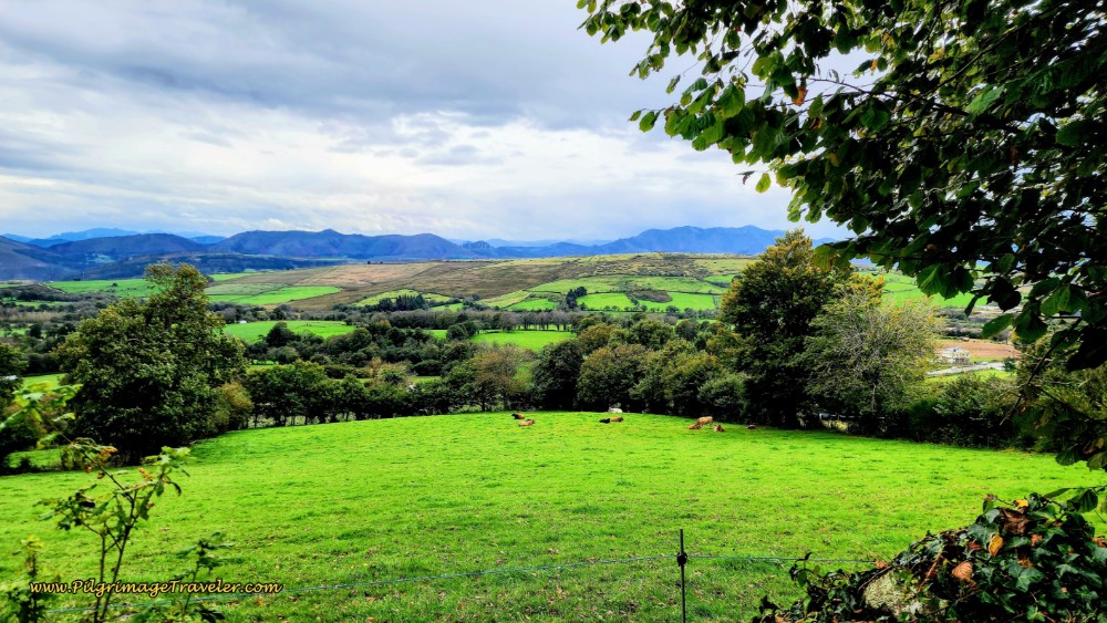 Cows Graze in the Verdant Meadow