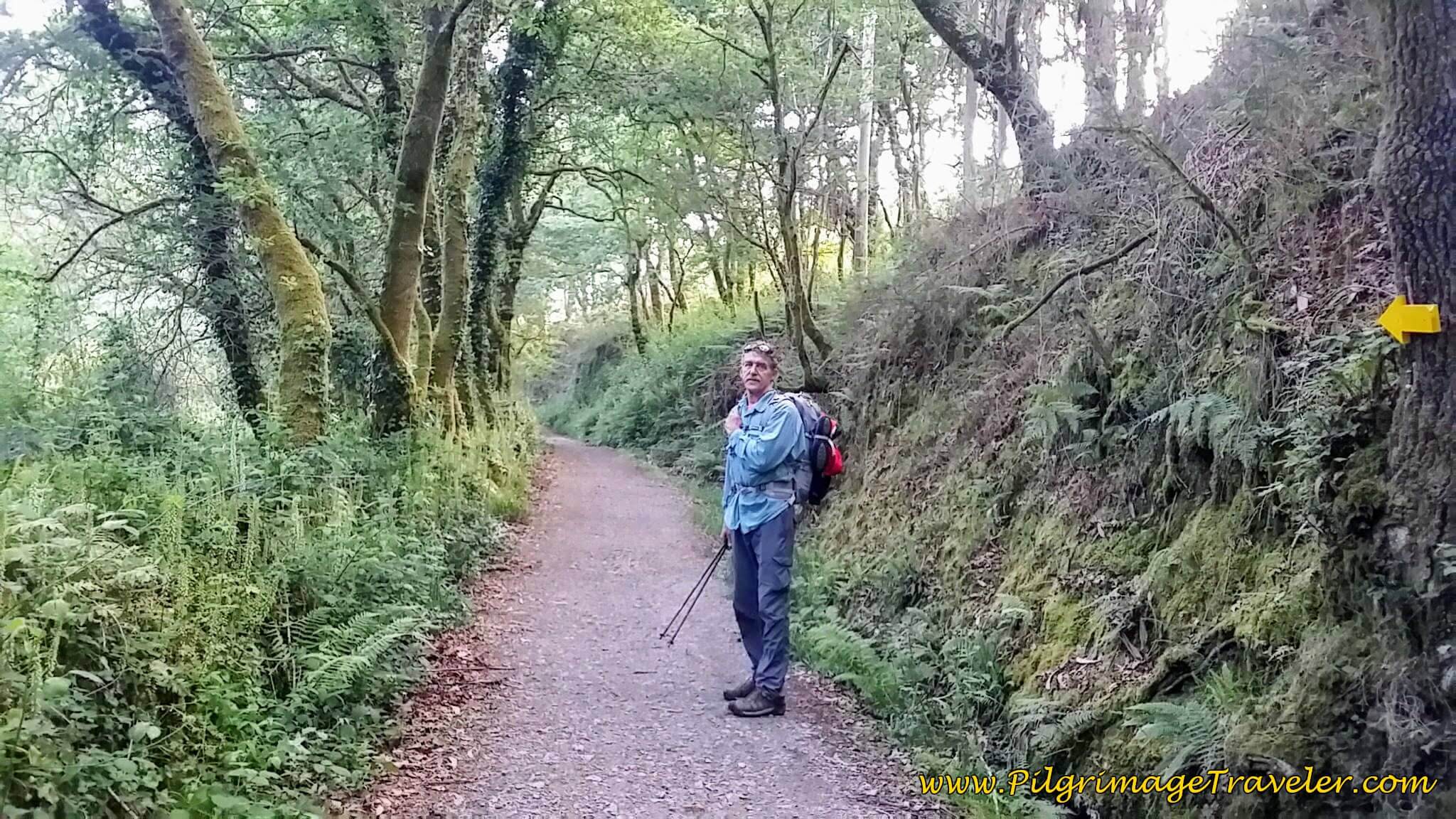 Forest Path by the Railroad Tracks on day twenty-three, Camino Portugués