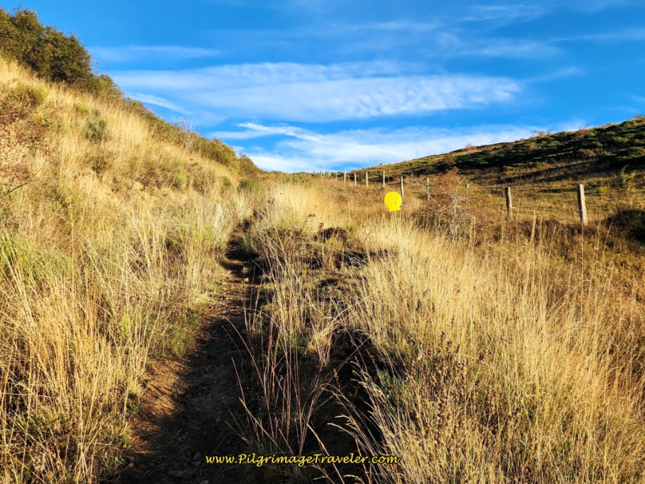 Climbing Higher in the Meadow