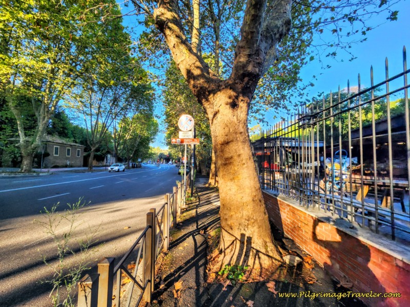Way of St. Francis: Day Twenty-Three, Monte Sacro to Rome - Sidewalk Through the Trees