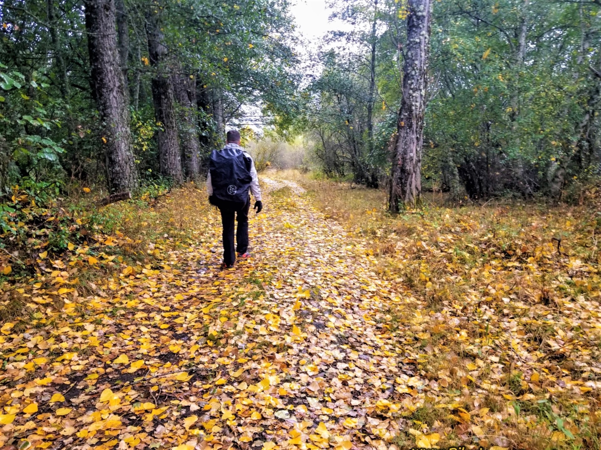 Miguel Walking Through a Deciduous Forest Near Puebla de Sanabria