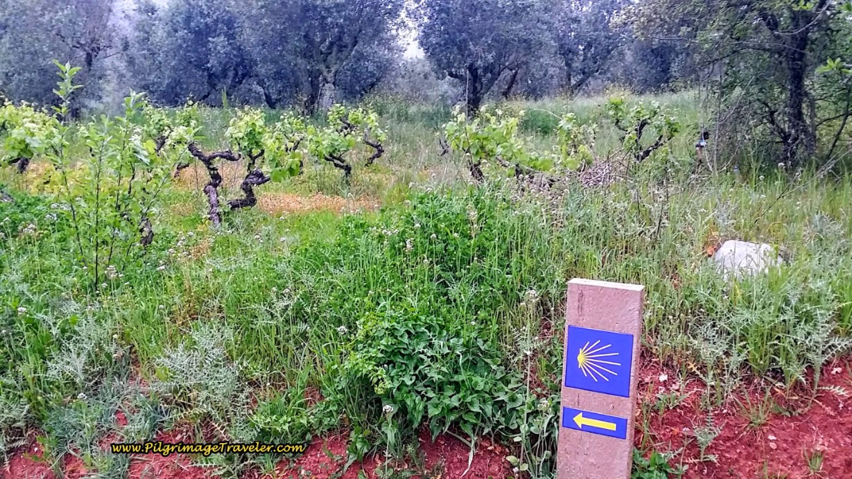 Waymark and Young Grapevines - a Common Sight