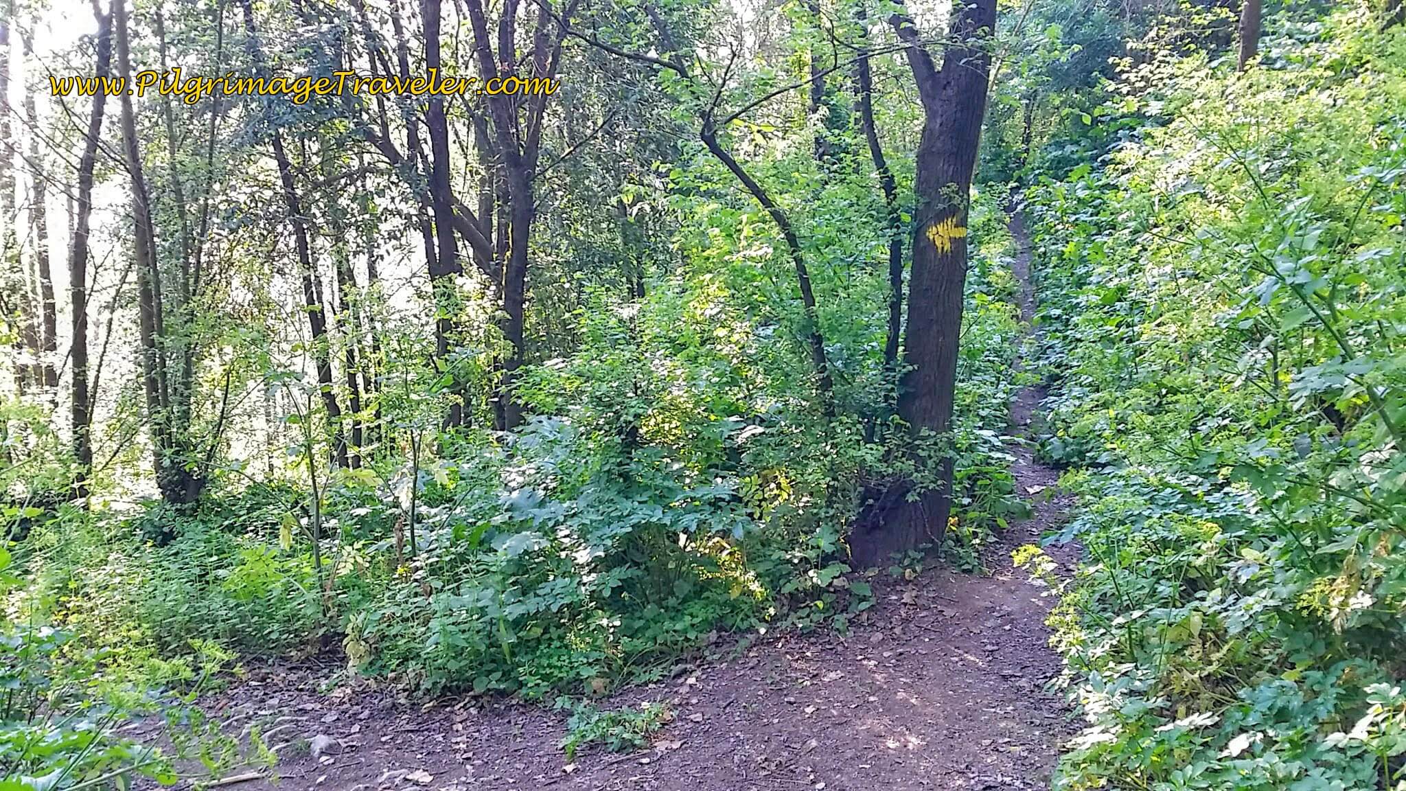 Turn Left Here Towards the N114 on the Camino leaving Santarém, Portugal