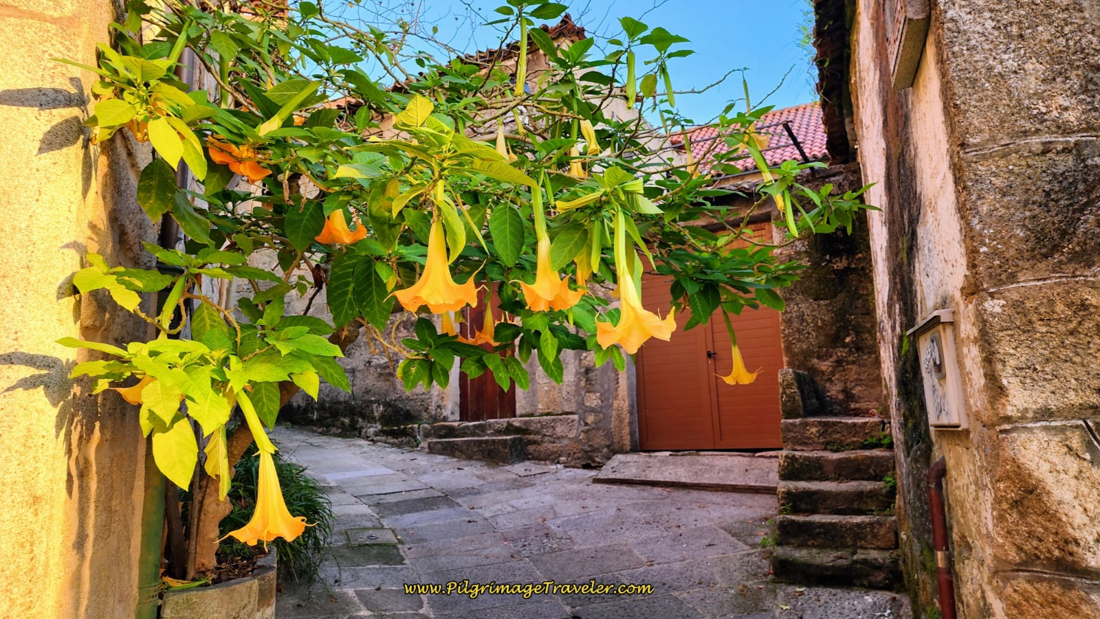 Angel's Trumpets Along the Rúa da Fonte