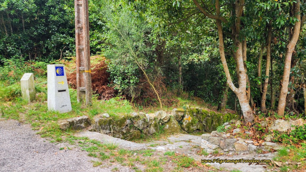 Right Turn Into the Forest