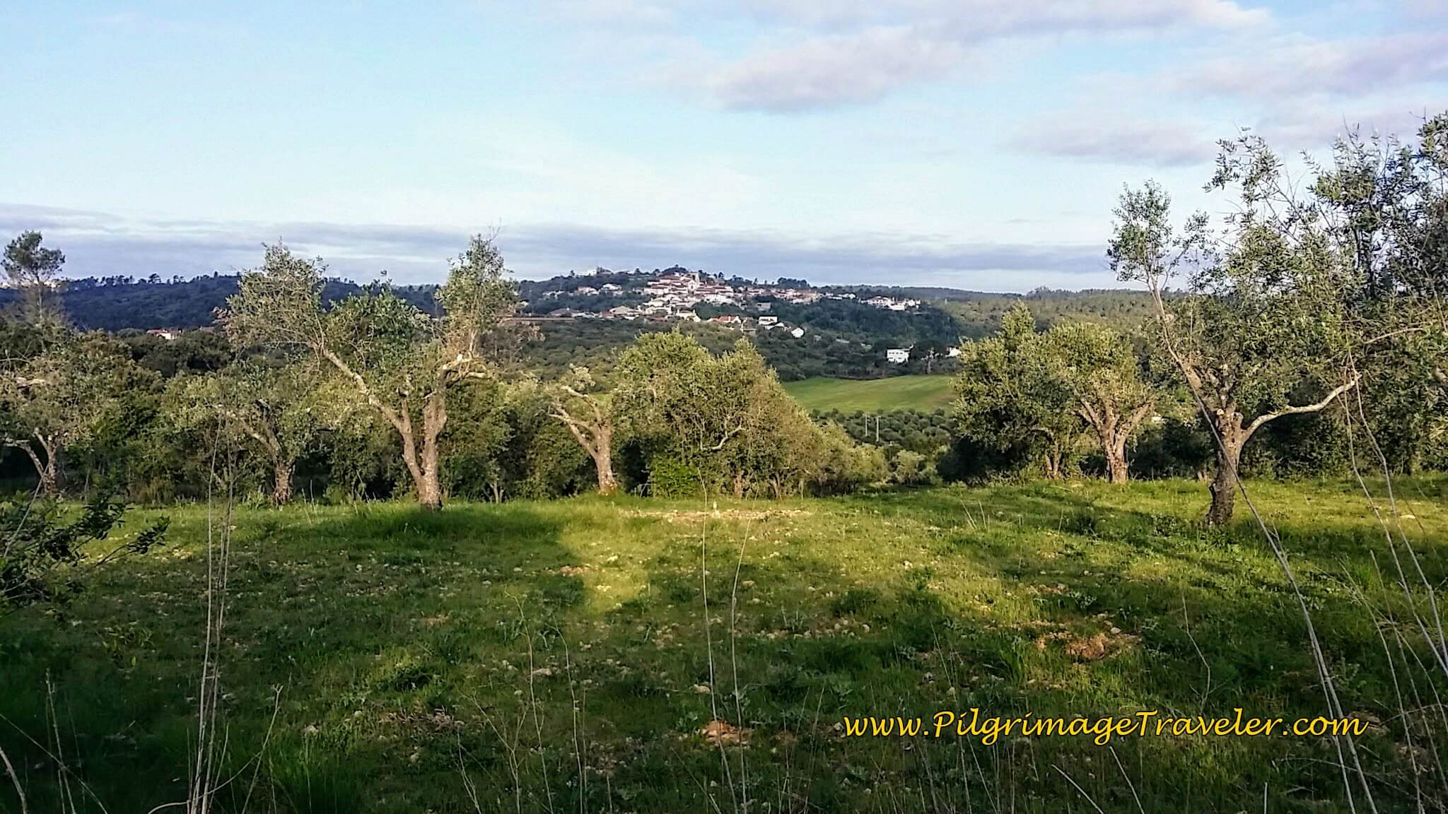 Olive groves and a view of the Portuguese countryside