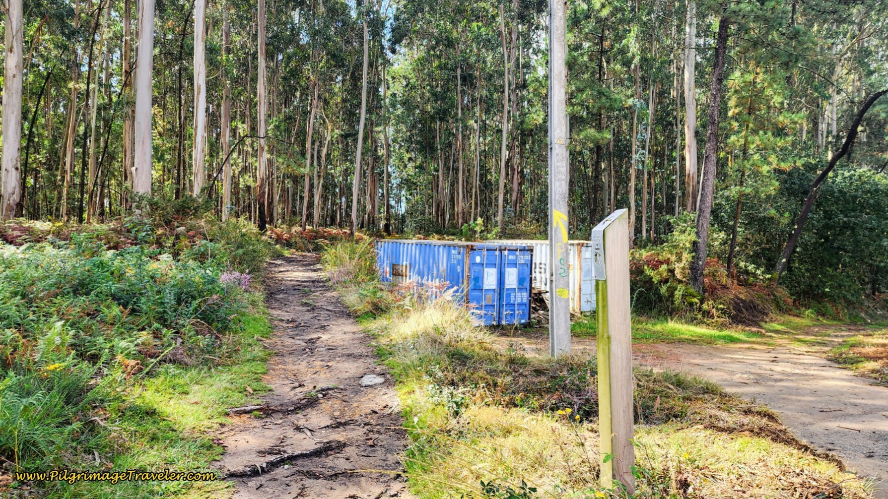 Enter the Forest When the Roadway Ends