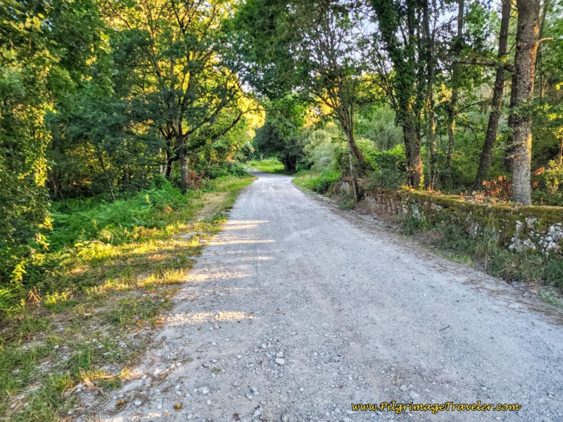 Flat Forested Lane