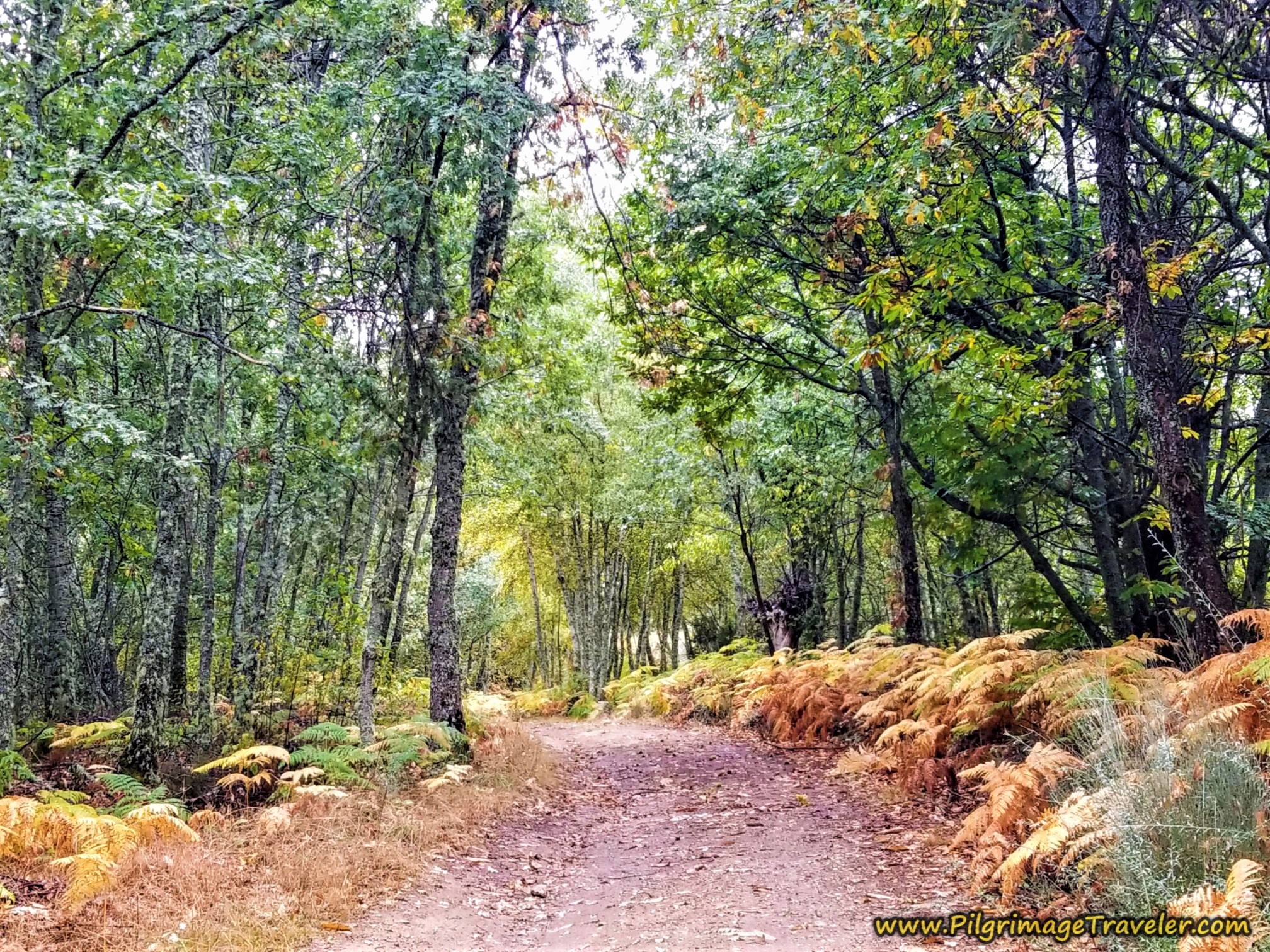 The Magical Fern and Moss Covered Forests of Galicia on the Camino Sanabrés