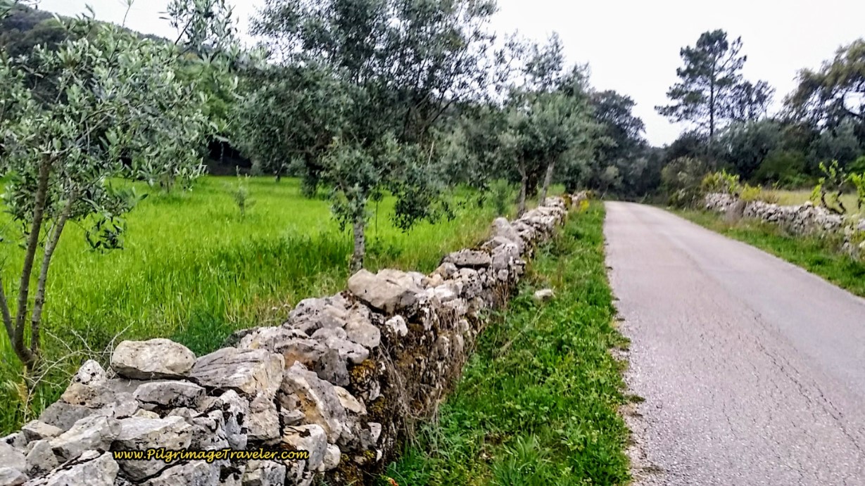 Olive Trees and Stone Walls - Another Common Sight