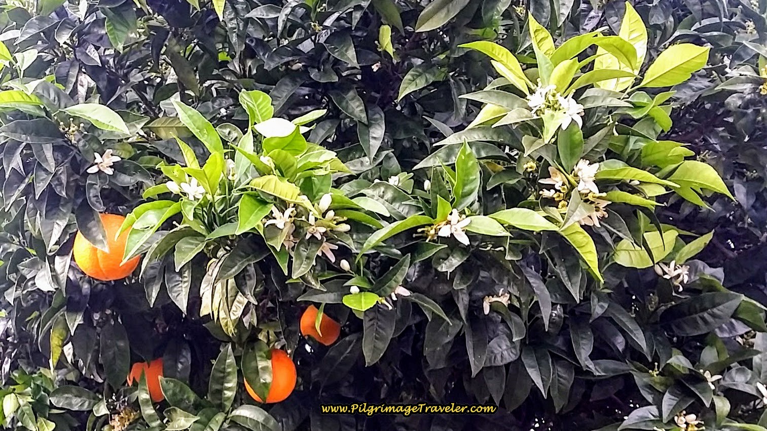 Oranges and Blooms on Same Tree
