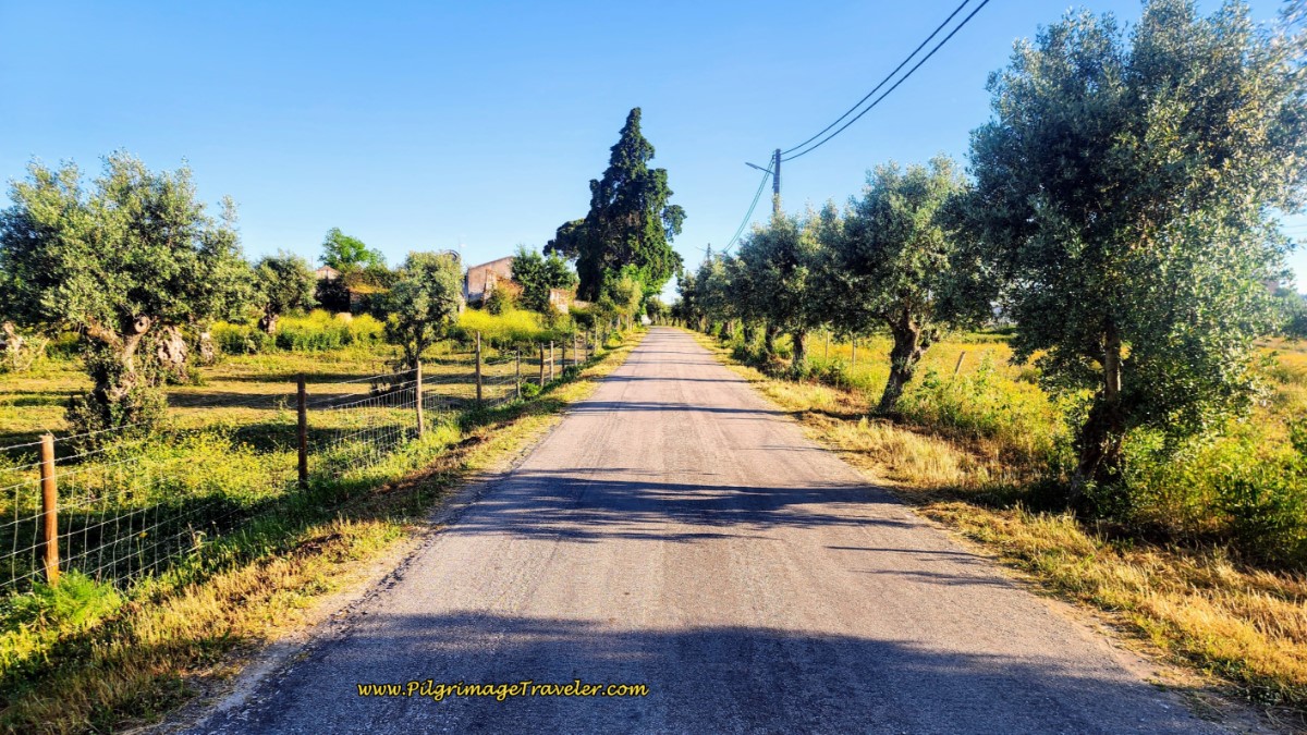 Walking on the Rua do Pedregoso