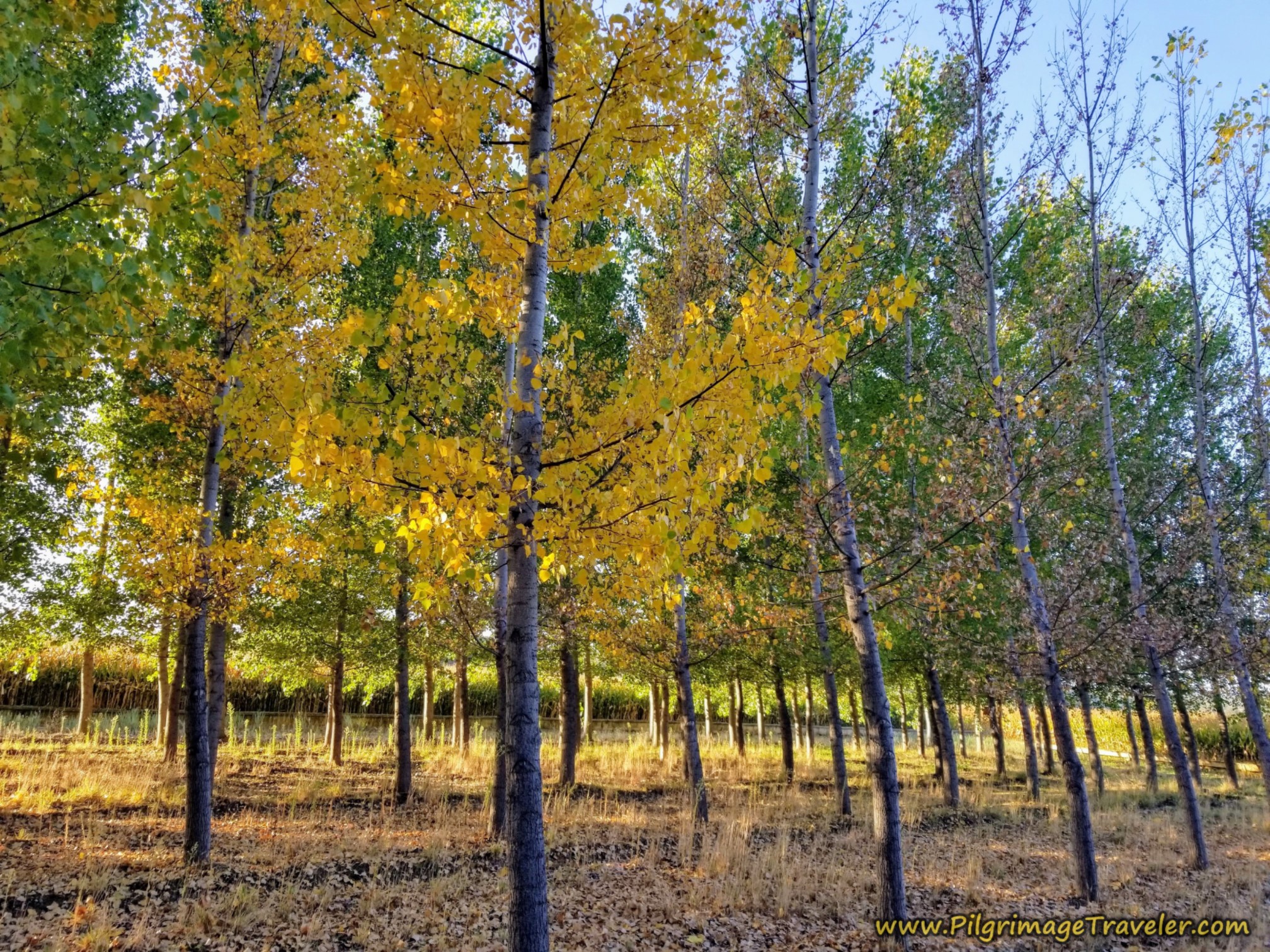 Walking Among More Cultivated Trees on the Camino Sanabrés from Santa Marta de Tera to Rionegro del Puente