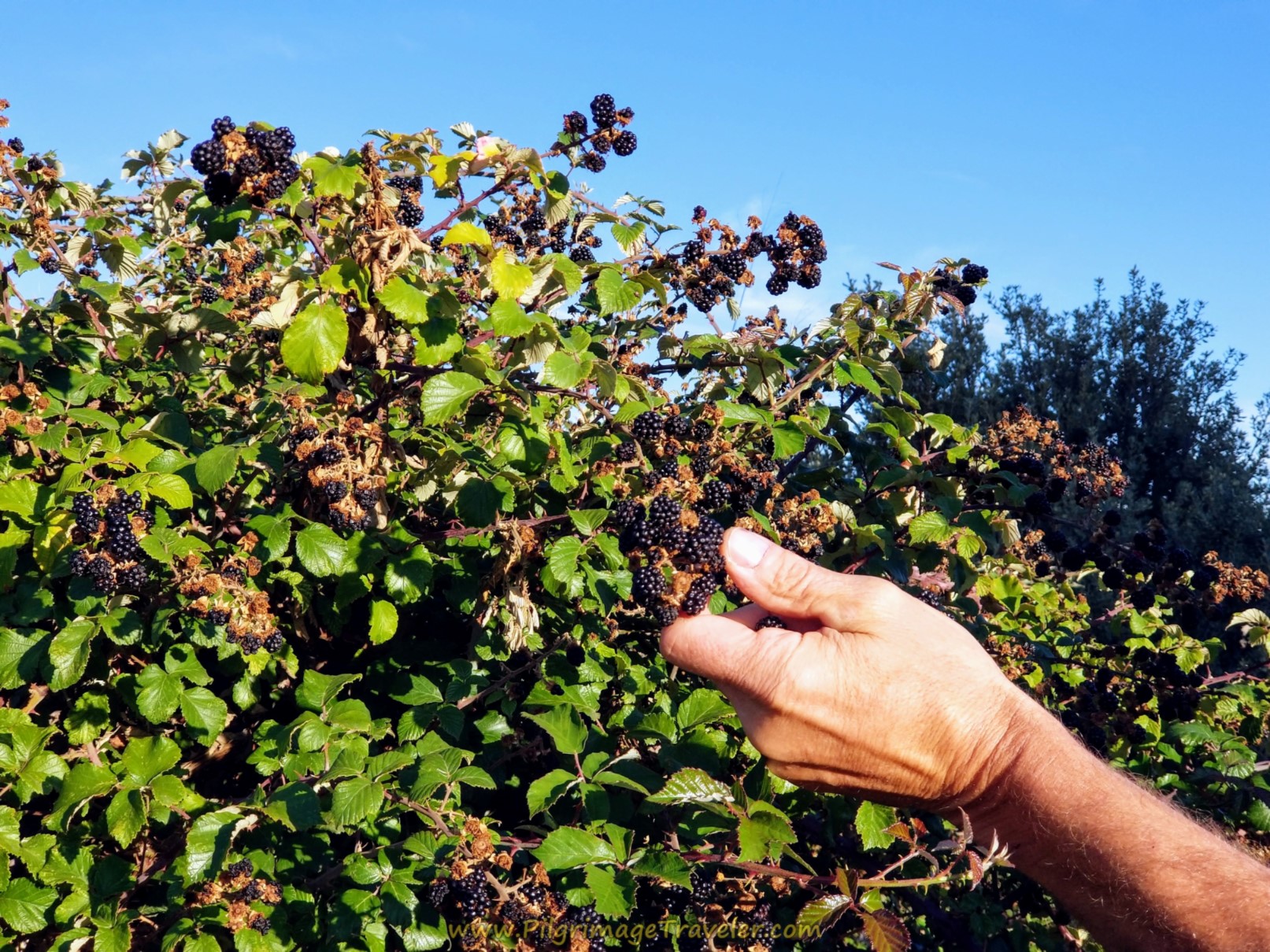 Gorgeous and Delicious Blackberries Gorgeous and Delicious Blackberries