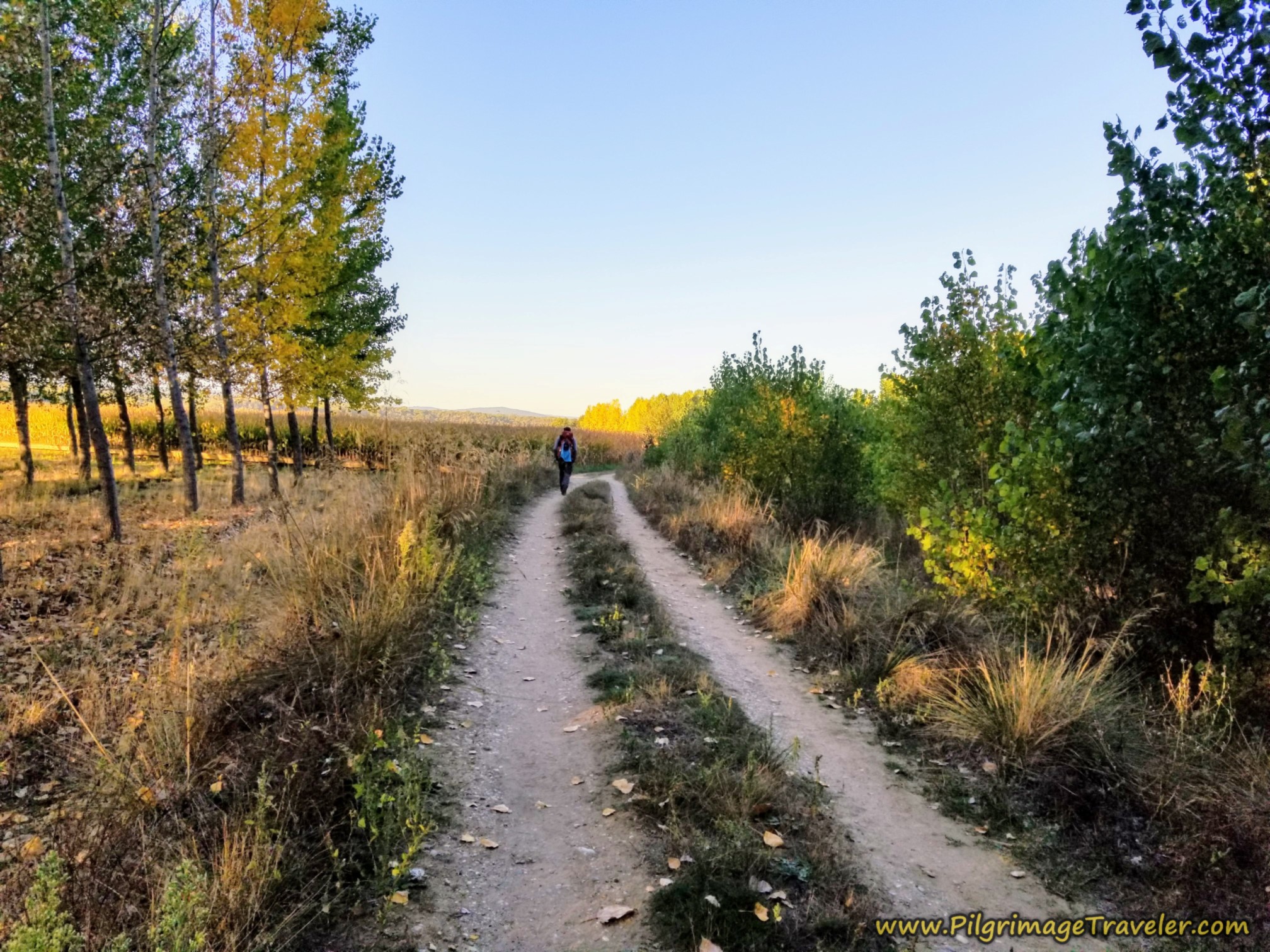 Cool and Shady Morning Walk