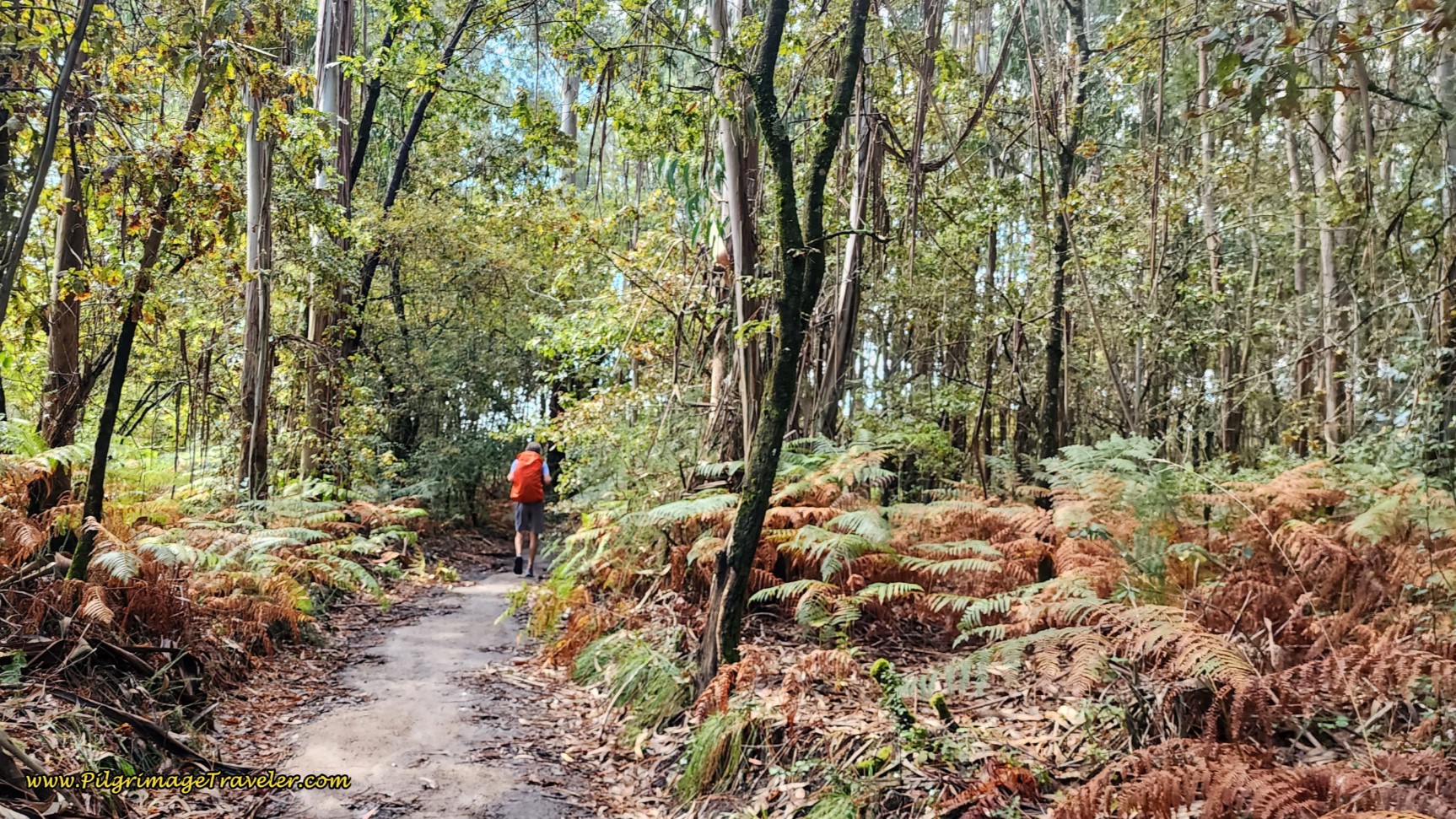 Lovely Forest Walk on day One of the Variante Espiritual from Pontevedra to Combarro