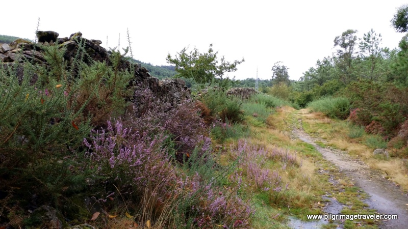 Heather-Lined Stone Walls on the Path to Monte Pedroso, Galicia, Spain